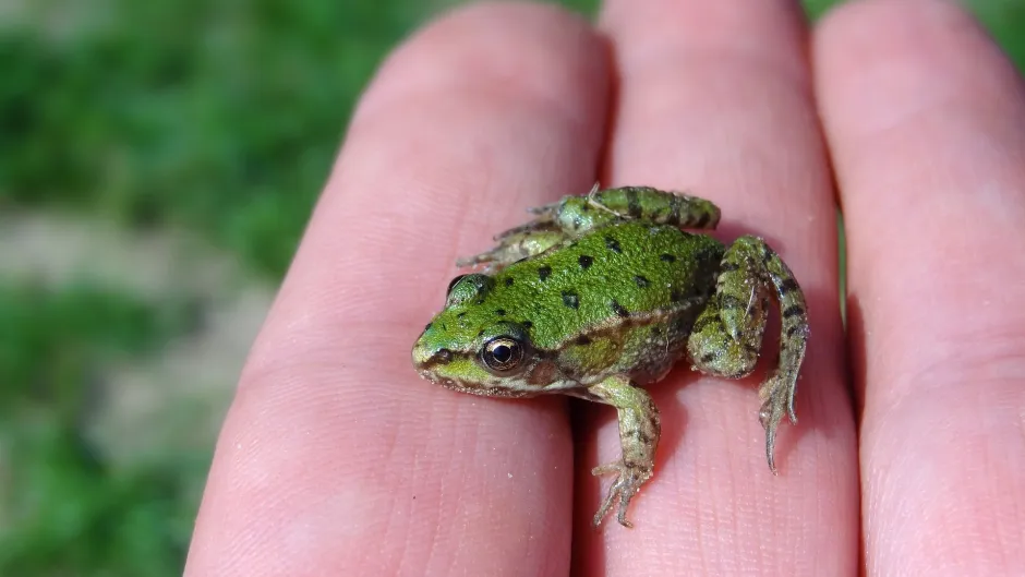 Frosch auf Hand